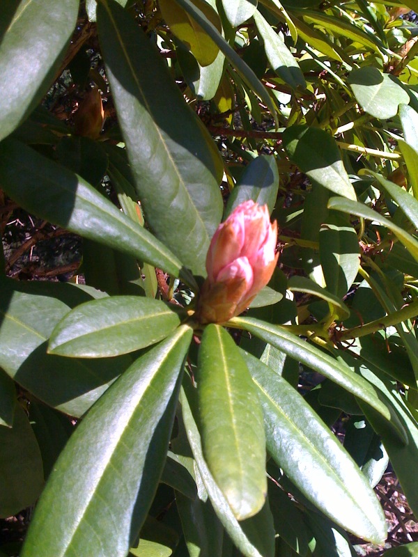 a tree that has some green leaves and flowers