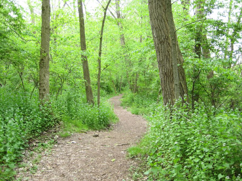 the path runs through an area of thicket