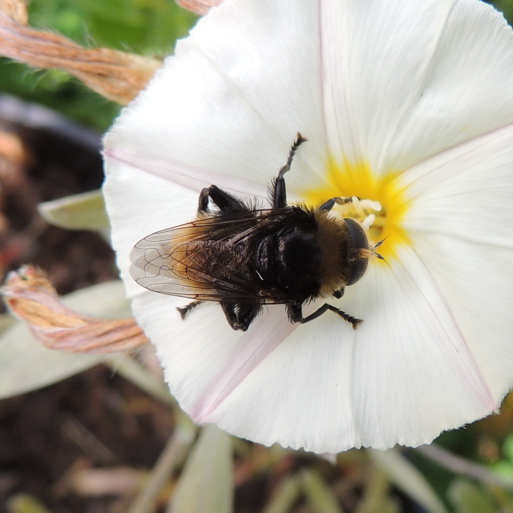 a bee on a white flower with a yellow center
