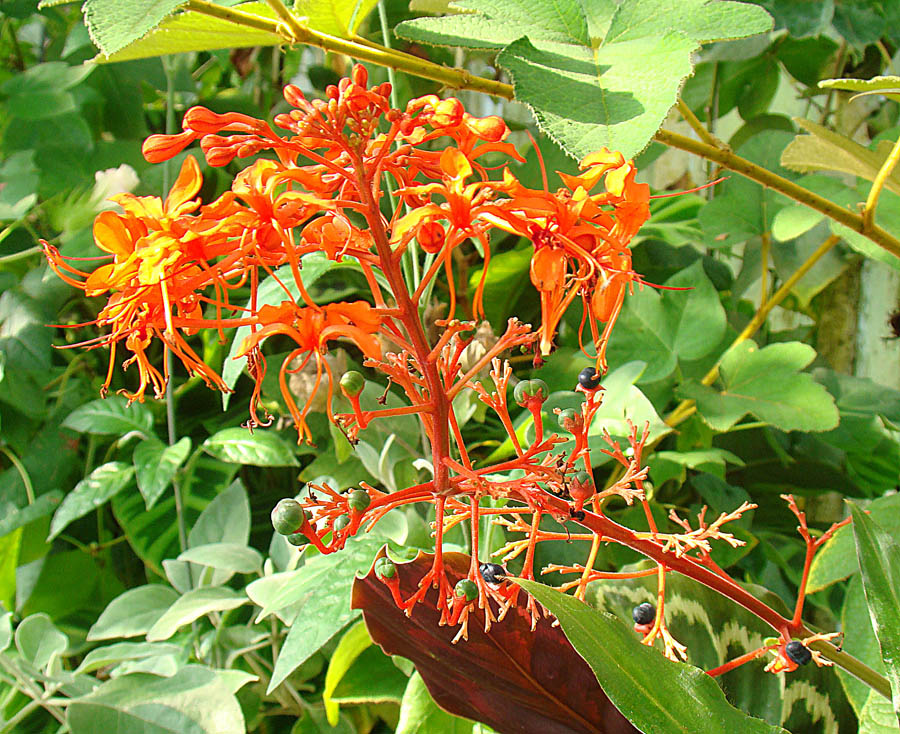 red flower growing on a plant with large green leaves