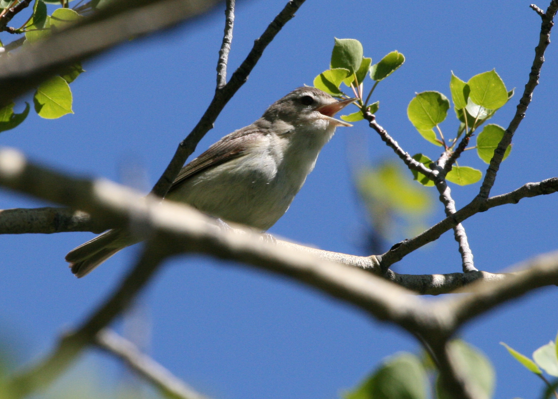 a bird standing on a tree nch under a blue sky