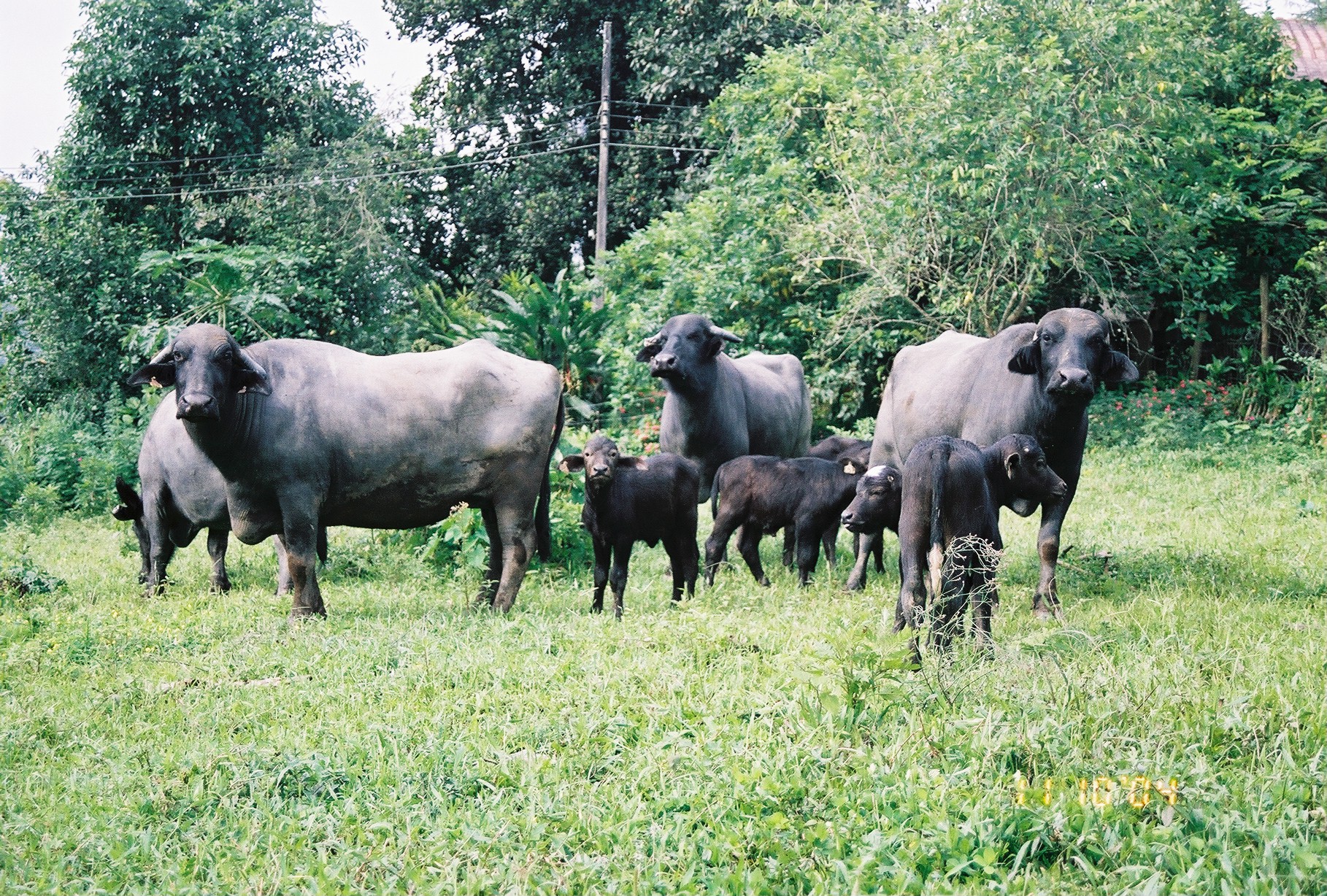 an adult cow standing next to a herd of cows