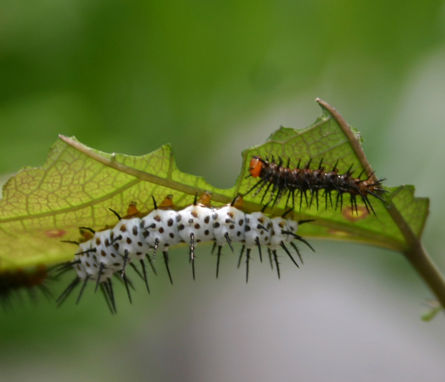 a caterpillar hanging from the side of a green leaf