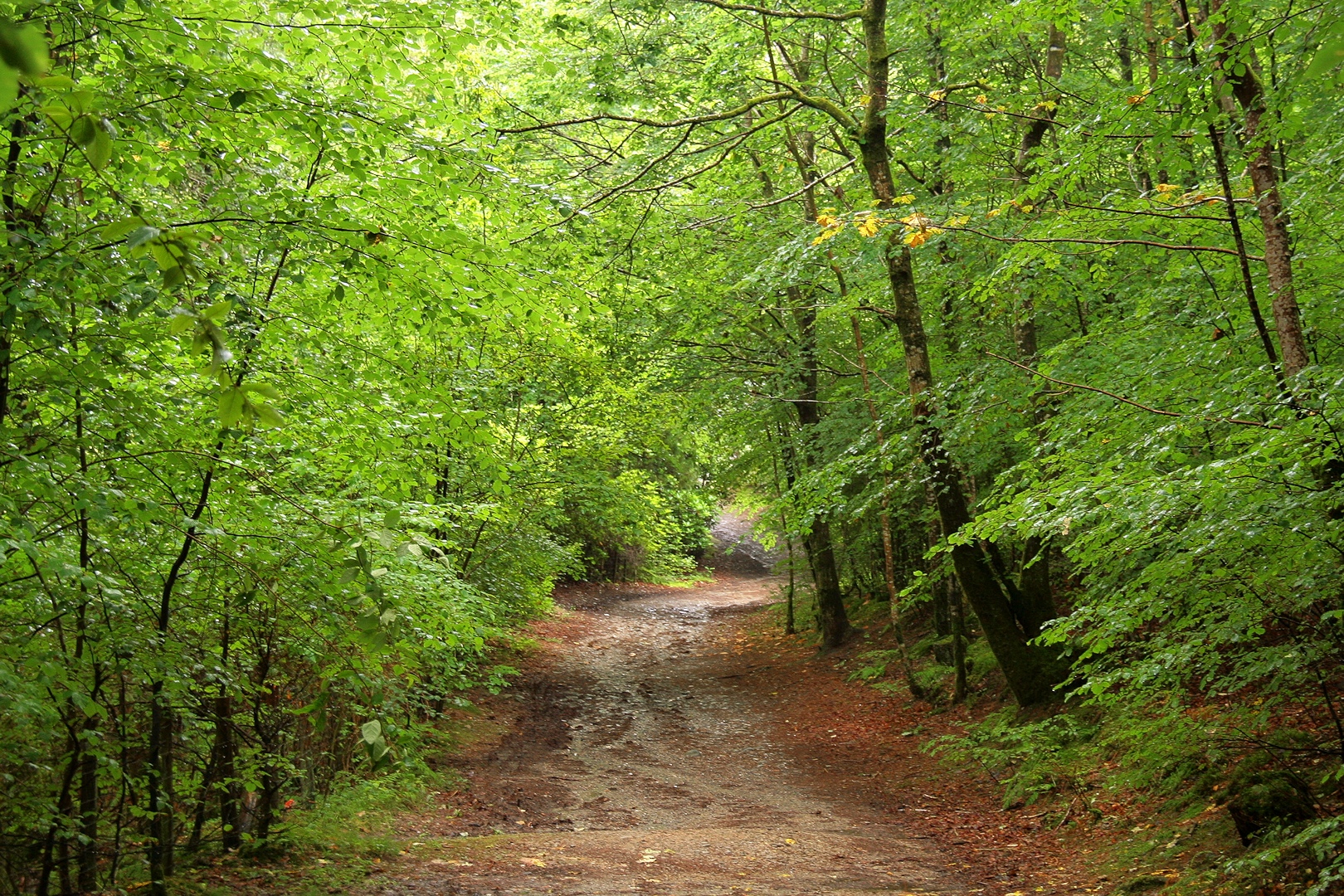 a dirt road surrounded by green trees and leaves