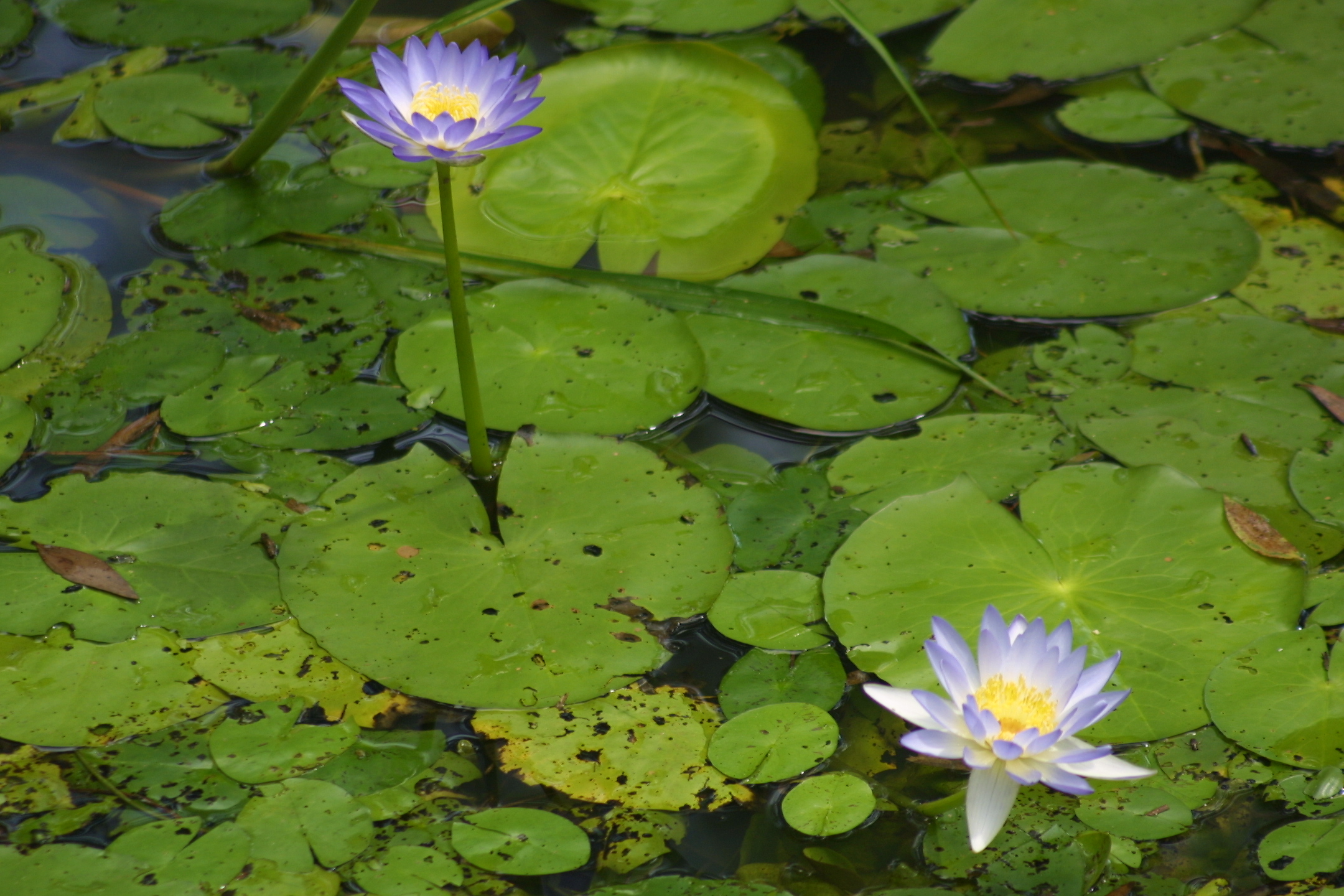 a couple of flowers are in a pond