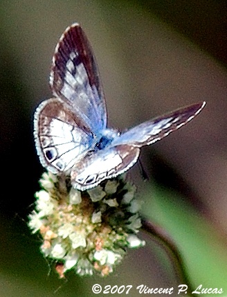 two erflies perched on top of a small white flower
