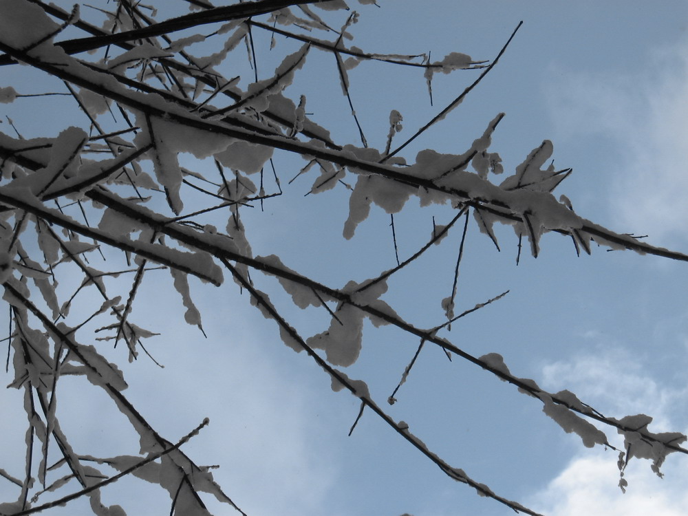 winter's twigs are covered in ice against a blue sky