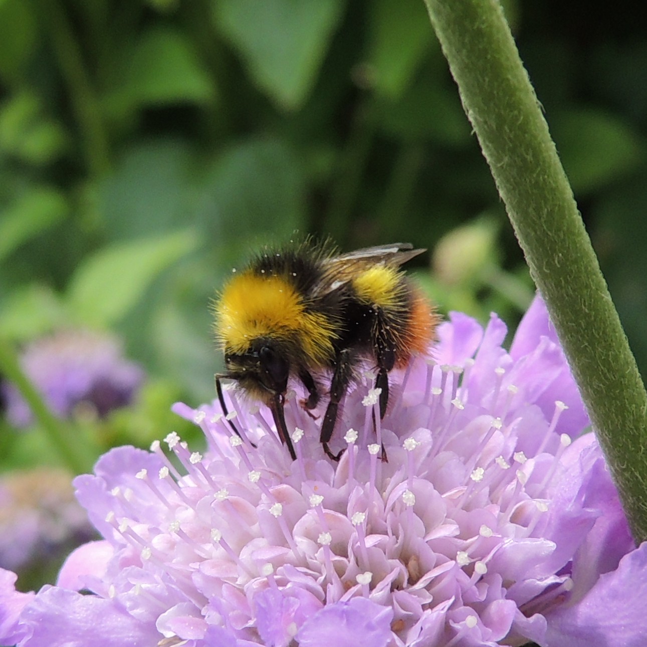 a yellow - faced bum is standing on a flower