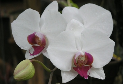 two white and pink orchids with leaves on a plant