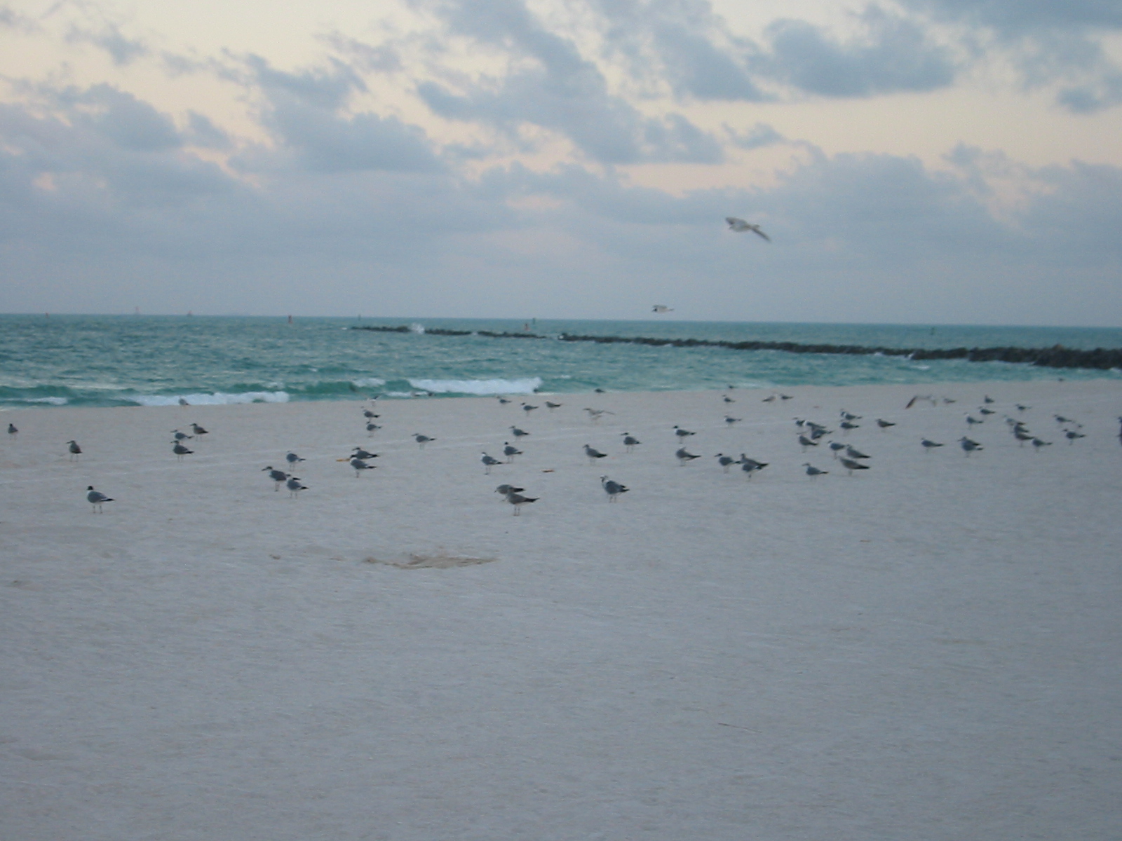 sea gulls on the beach flying over water