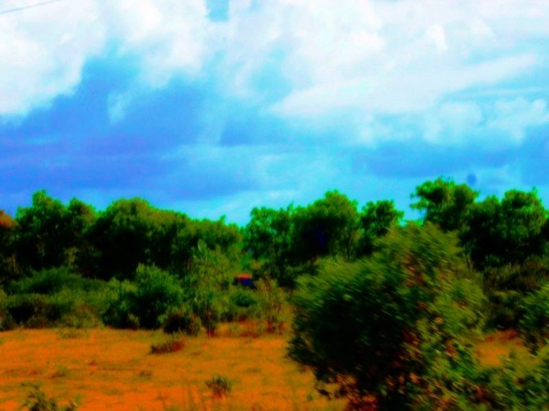 a field with a few bushes near by