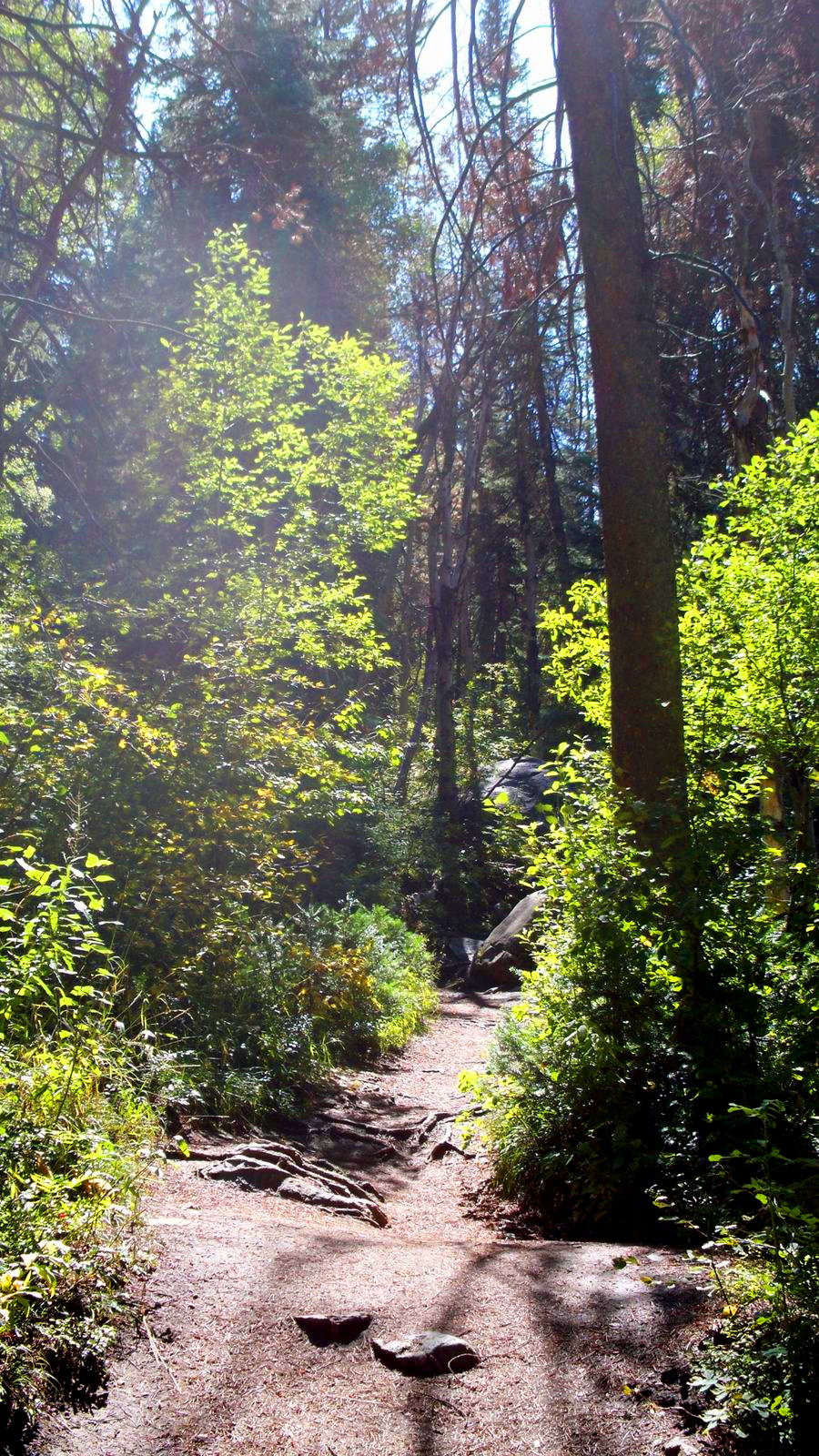 two people walking down a trail surrounded by trees