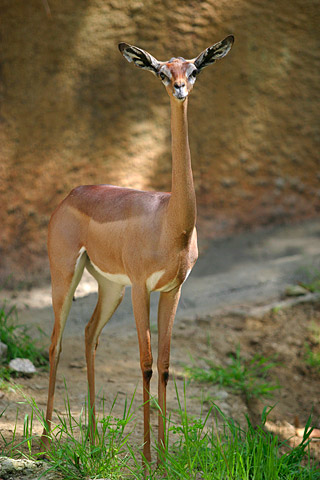 an antelope standing in the dirt, grass and sand