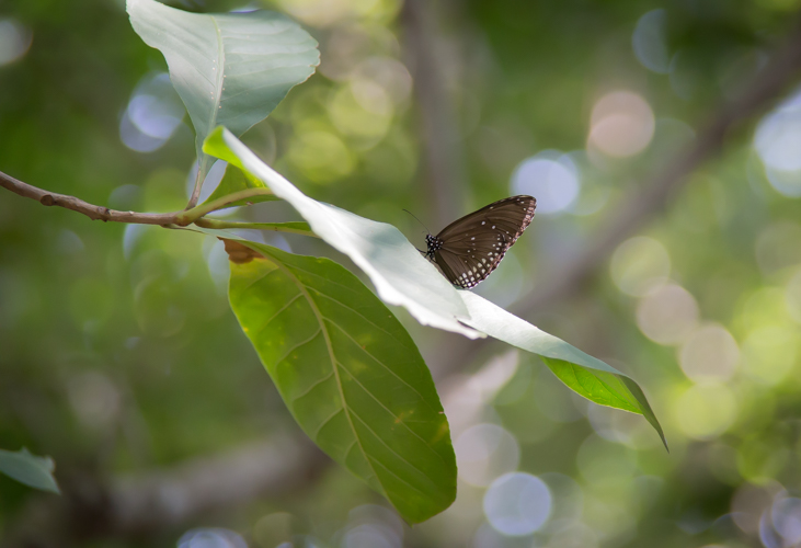 a erfly resting on a leaf in the sun