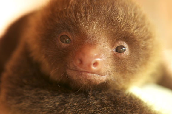 a brown monkey staring directly into the camera