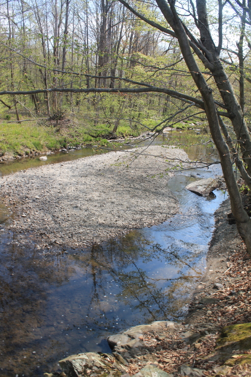 small stream flowing through a wooded area with grass and trees