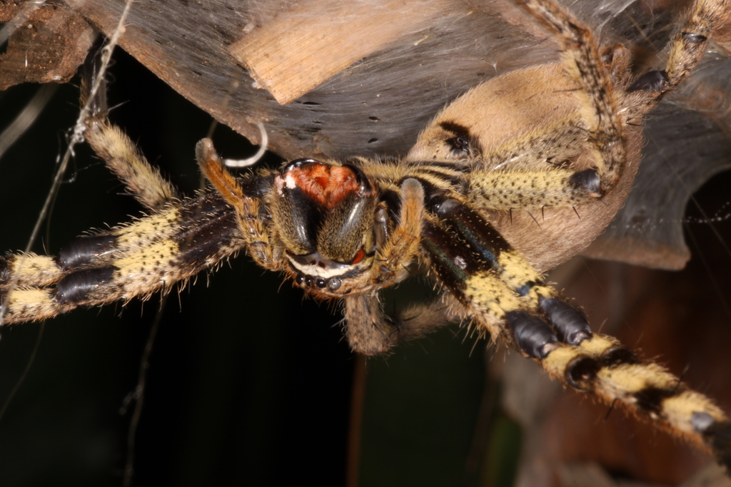 a close - up po of the underside of a huge brown and yellow spider