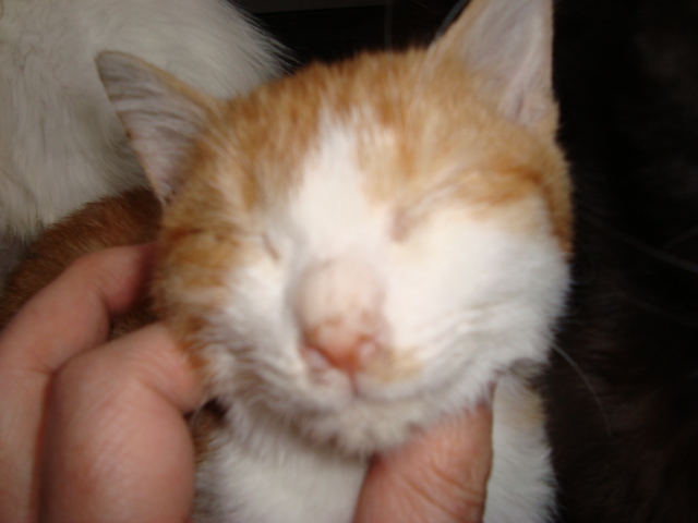 a person holds up an orange and white kitten
