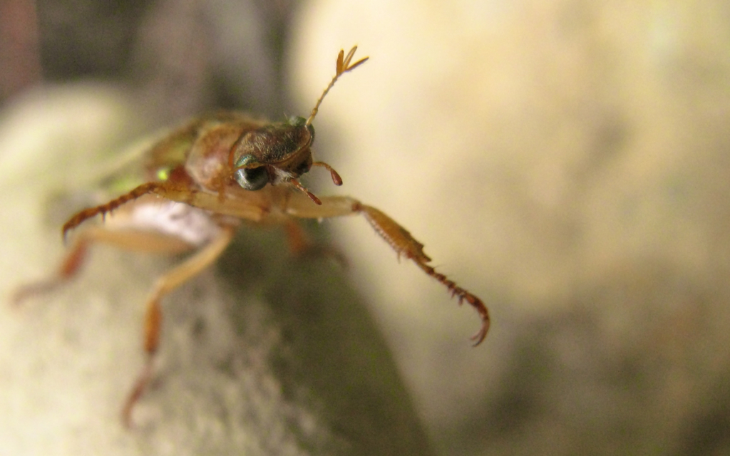 a close up of a bug on a plant