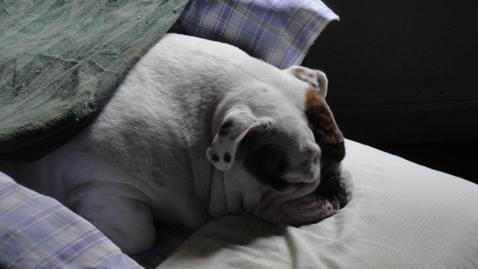 a bulldog is sleeping on some pillows with his head tucked against the pillow