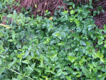 a green hedge and red plants in a garden