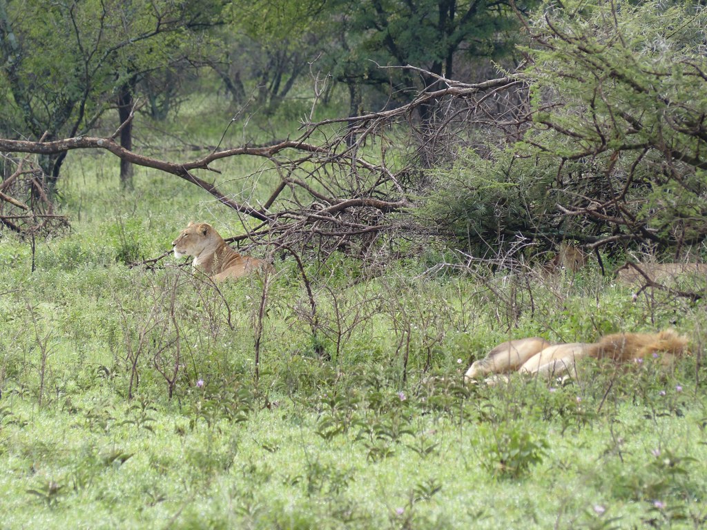 two lions laying on the grass in front of some trees