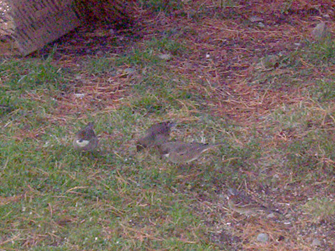 three birds on grass near an area with brick structure