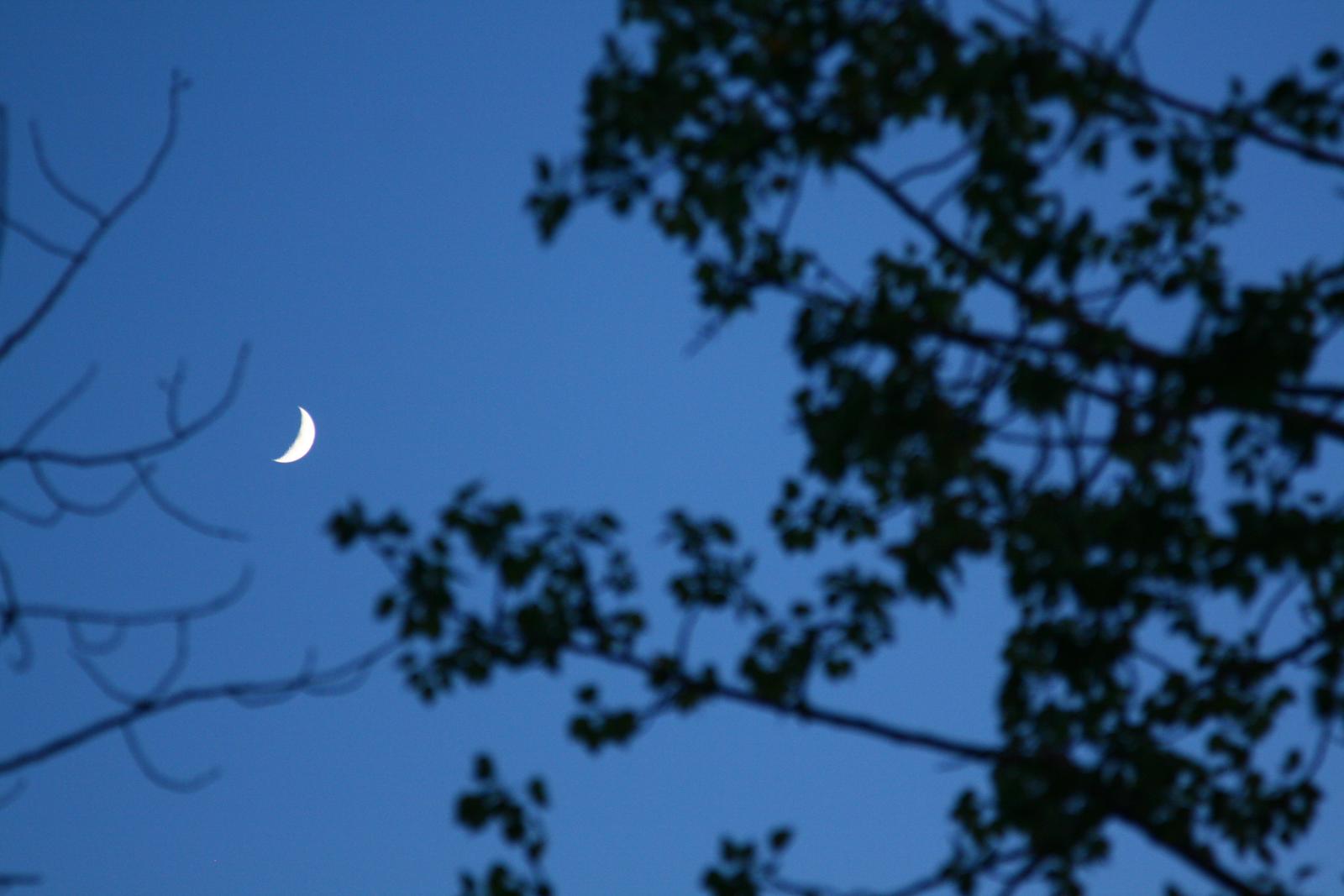 the moon and half - moon seen through the nches of tree