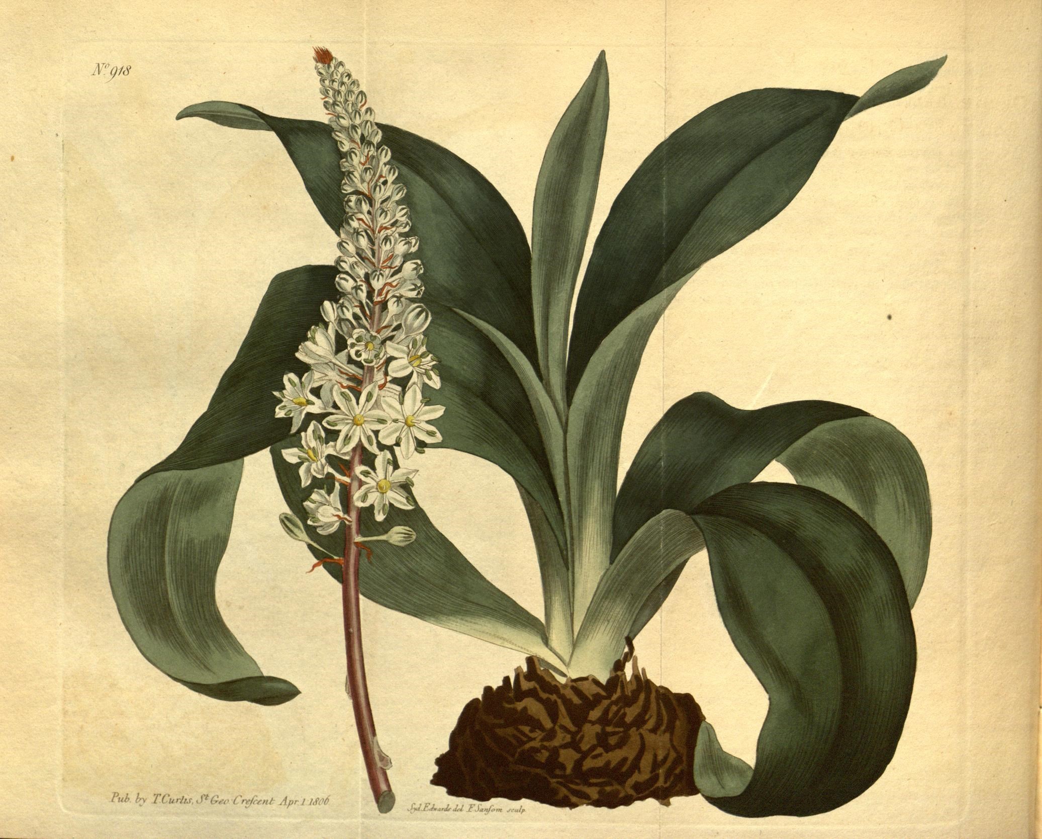 a drawing of a plant with white flowers