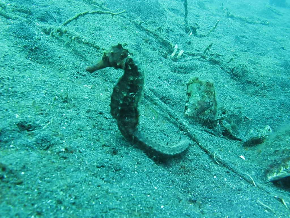 a sea horse is laying on the sand by itself