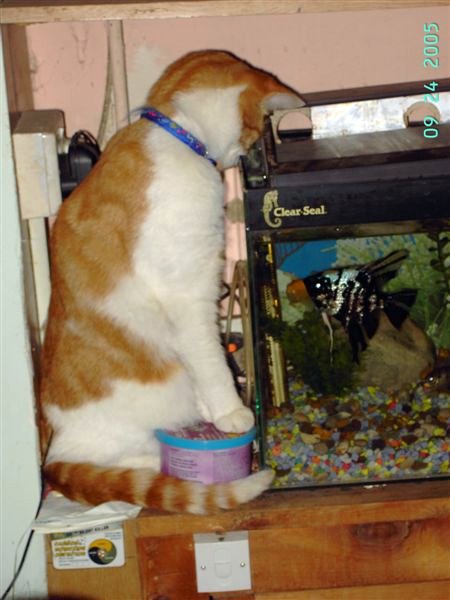 an orange and white cat sitting on top of a table next to a fish bowl