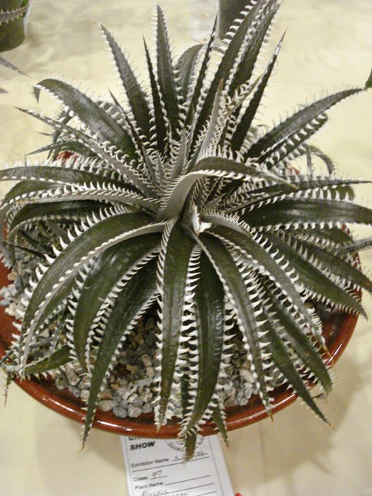 there is a plant with spikes on it