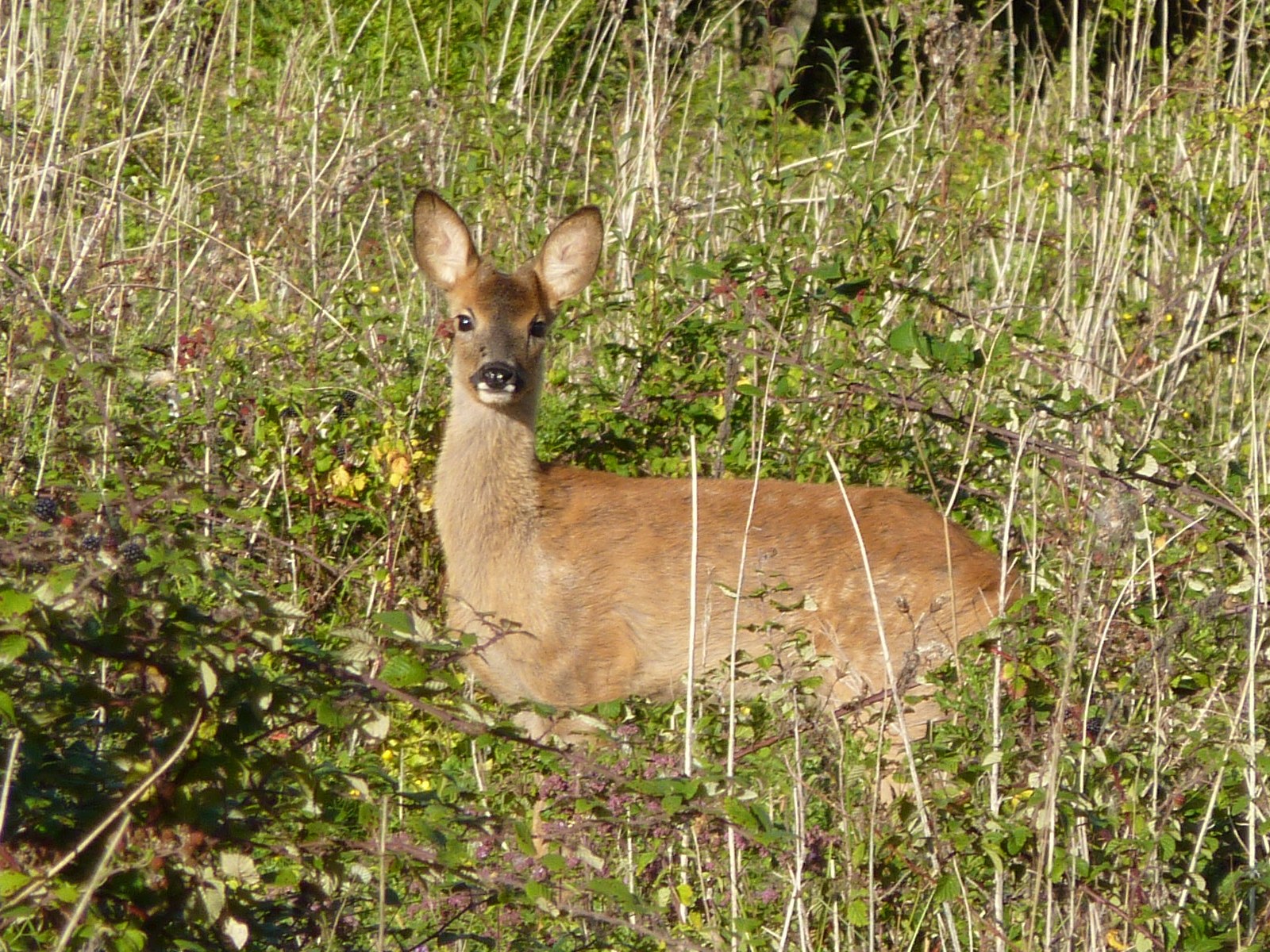 a deer looks to be alert about its surroundings