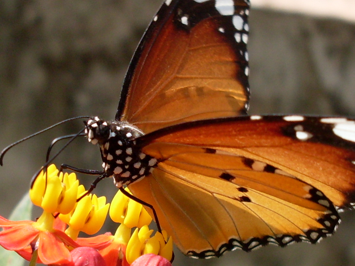 a close up of a erfly sitting on a flower