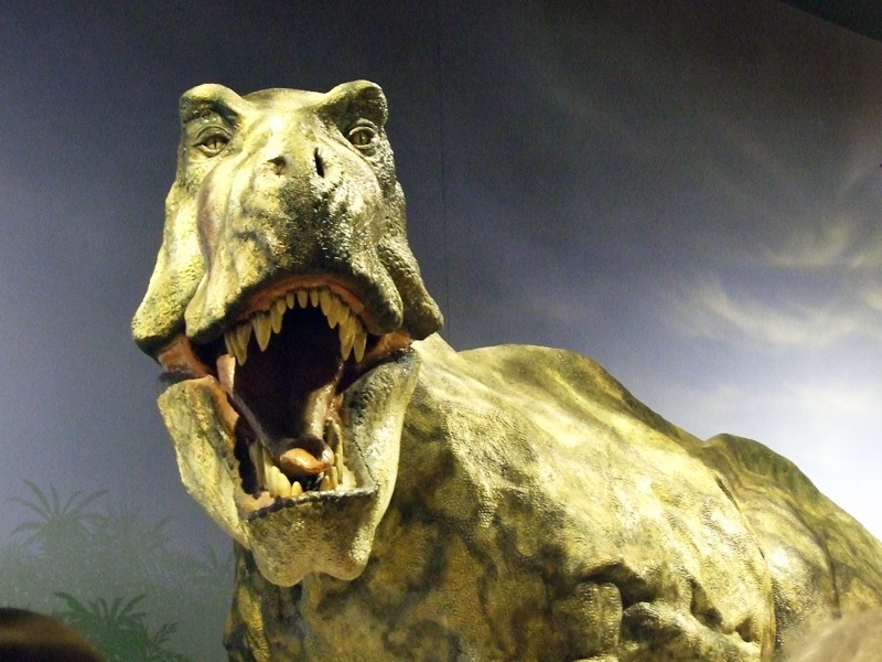 closeup of a display of a dinosaur in a museum