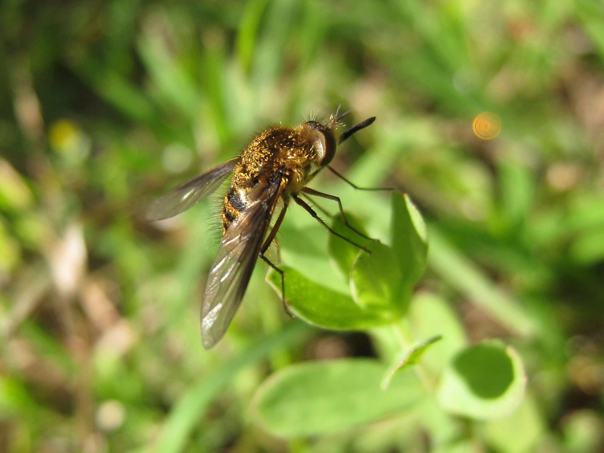 the fly is sitting on the green leaves