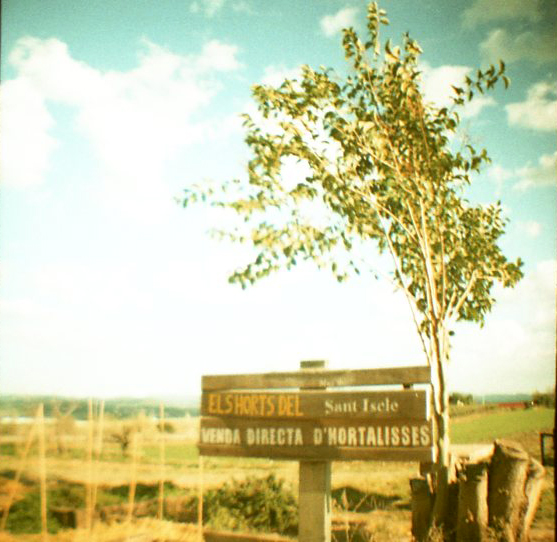 a tree stands in the center of an empty field