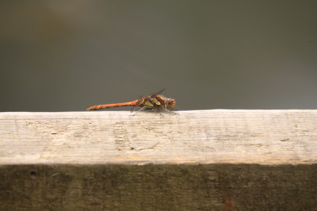 an insect with a long stem and orange wings sitting on a piece of wood