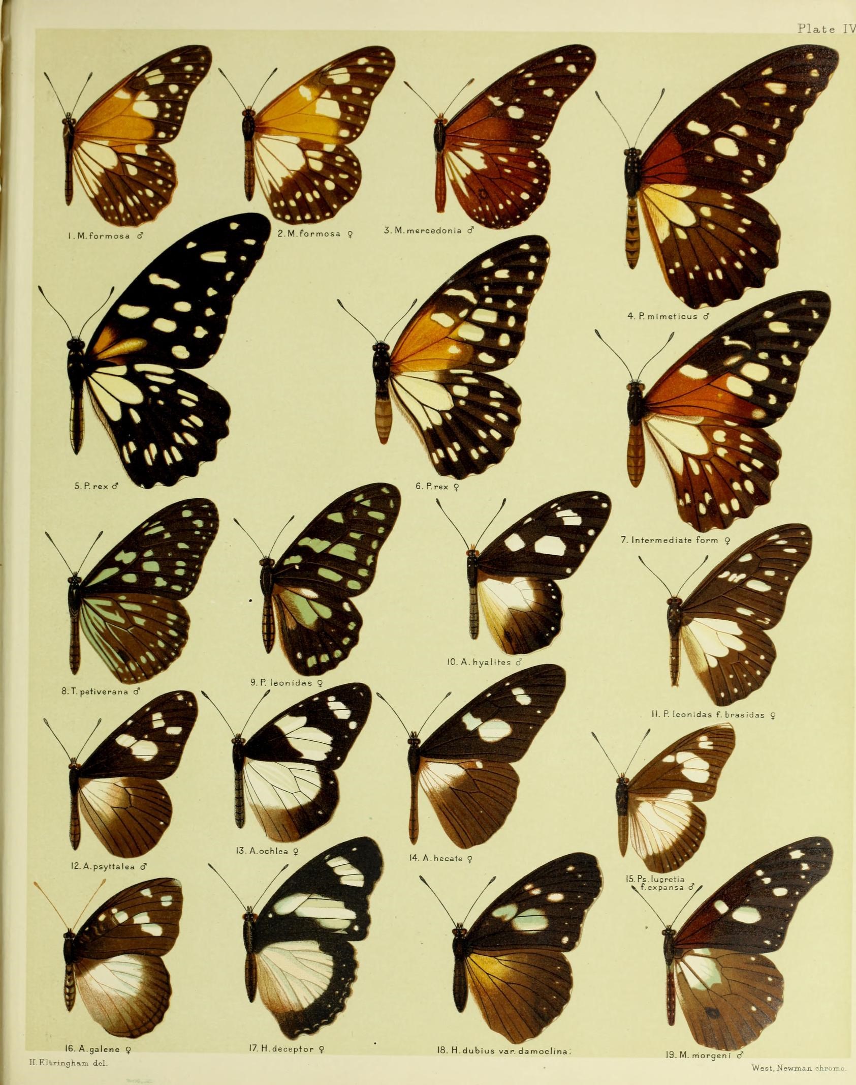 a group of erflies that are all grouped together