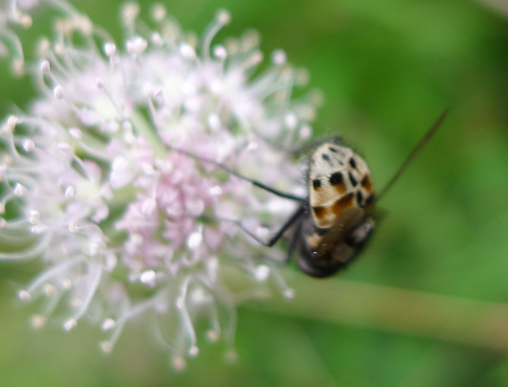 a bug with spotted patterns sits on the white flowers