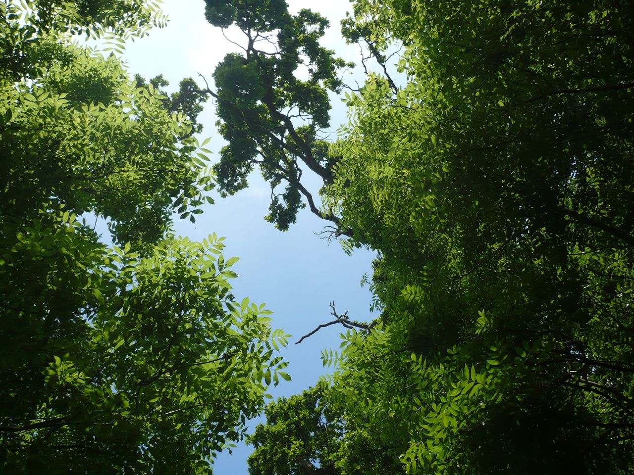 looking up at trees and foliage through the canopy of them