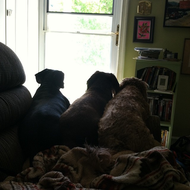 three dogs on a couch looking out a window
