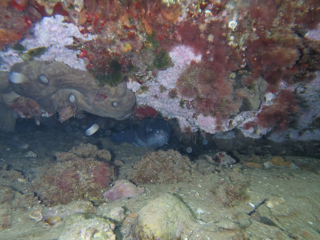 an octo is peaking out from the underwater tunnel