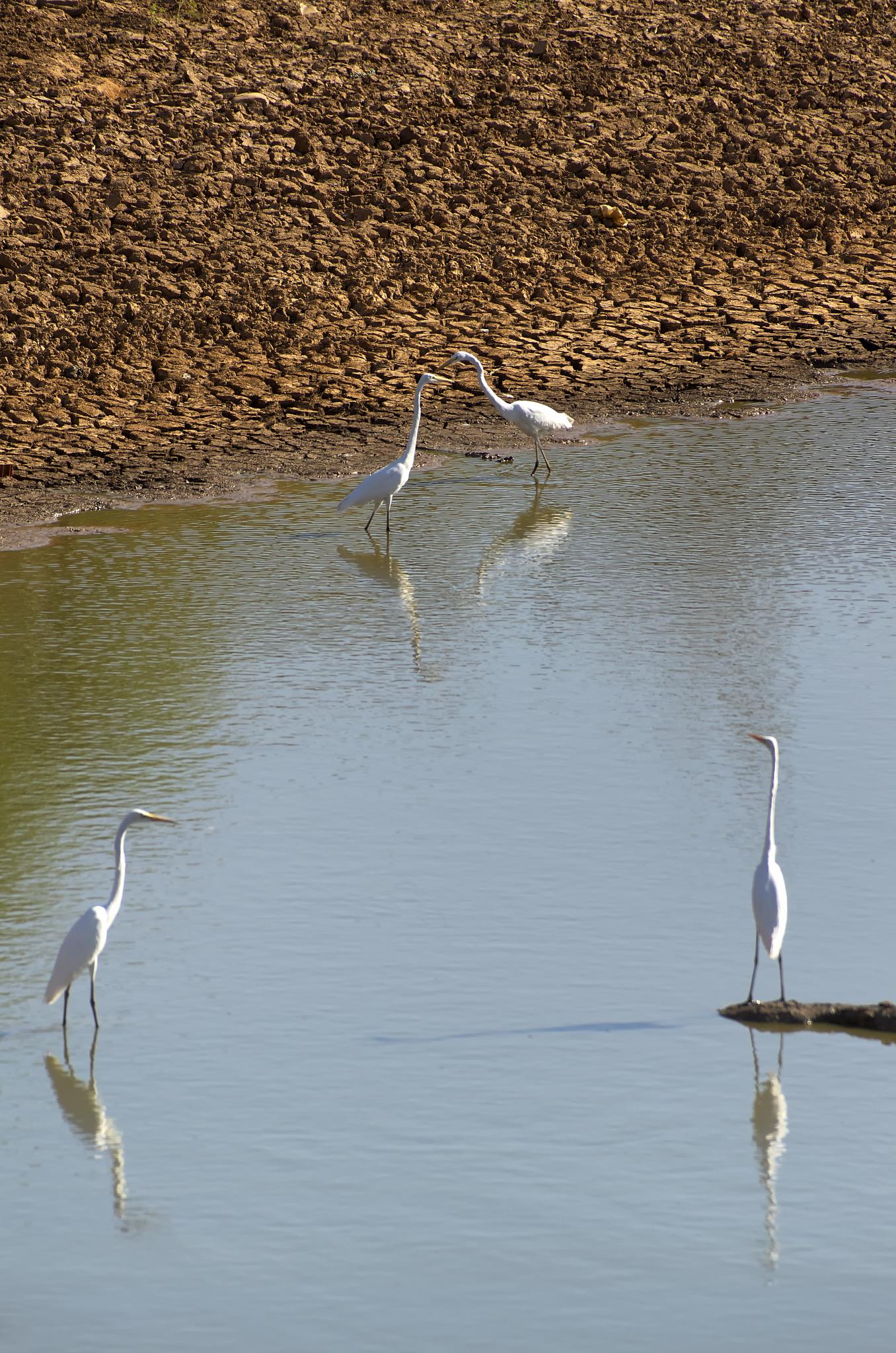 four white birds standing in a shallow water pond