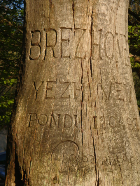 carving on a tree trunk in a park