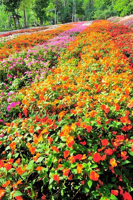 a field full of colorful flowers that are blooming