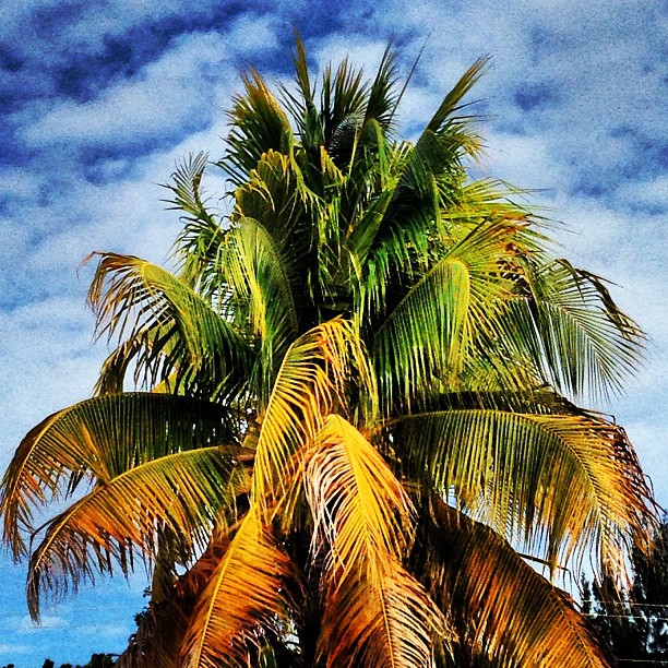 a group of coconut trees stand with some blue sky in the background