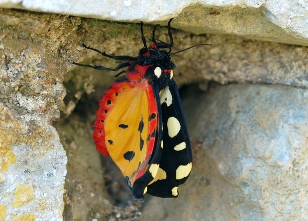 a erfly rests on a stone wall