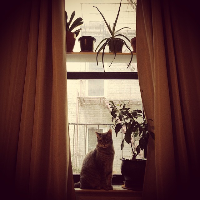 a cat sitting in the window sill looking outside