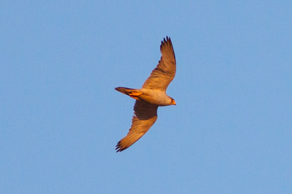 a bird flying high in the blue sky